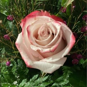 Meet your Posher, Shannon